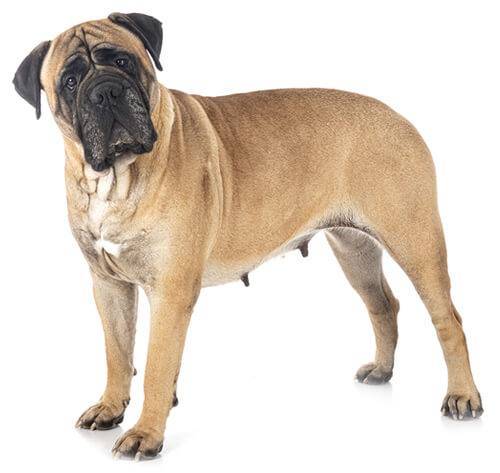 Mastiff Dog Breed Information Purina Malaysia